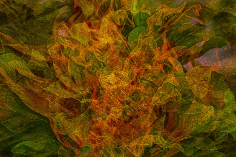 Nature Reimagined by artist Michael Wright